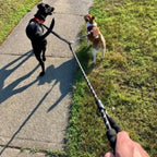 FlexiWalk™ Shock-Absorbing Double Dog Leash – Nylon, Stretchable, Anti-Winding for Comfortable Walks